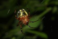 Araneus workmani