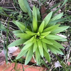 Lilieae