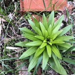 Lilieae