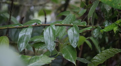 Epidendrum nanegalense