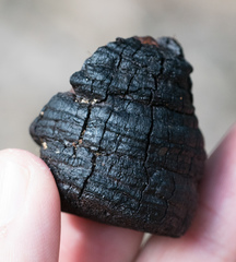 Phellinus arctostaphyli