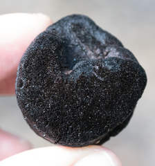 Phellinus arctostaphyli