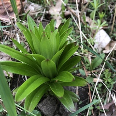 Lilieae