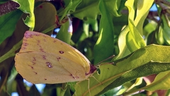 Catopsilia gorgophone