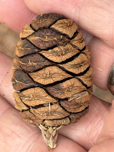 Sequoia