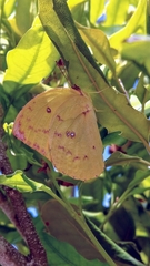 Catopsilia gorgophone