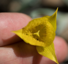 Calochortus monophyllus