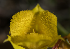 Calochortus monophyllus
