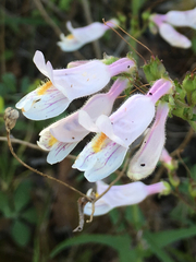 Penstemon laxiflorus