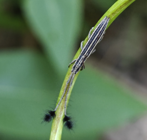 Eucomatocera vittata
