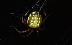 Araneus workmani