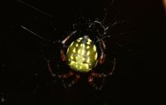 Araneus workmani