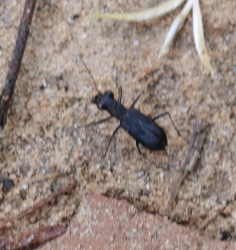 Cylindera viduata