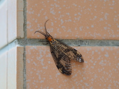 Neochauliodes sinensis