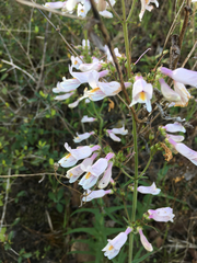 Penstemon laxiflorus