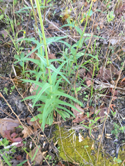 Penstemon laxiflorus