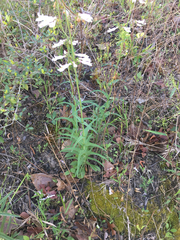 Penstemon laxiflorus