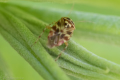Tropidosteptes quercicola