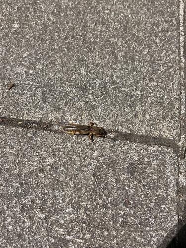 Vineyard Mole-cricket
