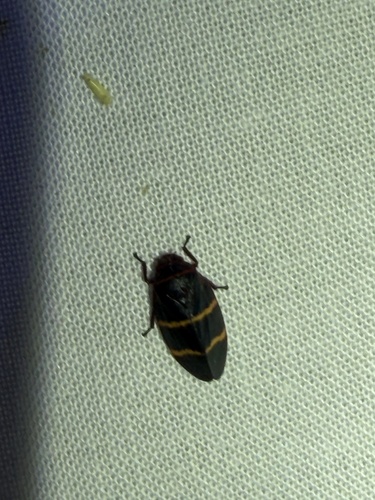 Two-Lined Spittlebug