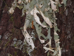 Ramalina fraxinea