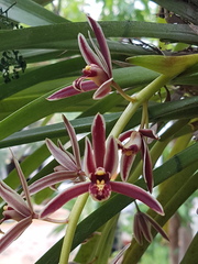 Cymbidium bicolor