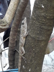 Anolis aeneus