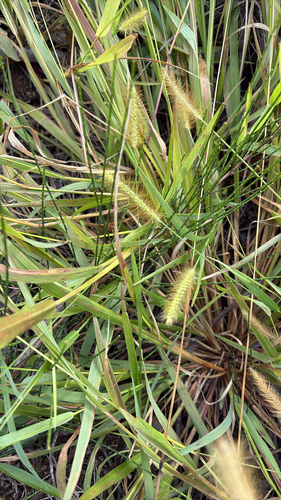 Setaria parviflora observed 2026-06-03
