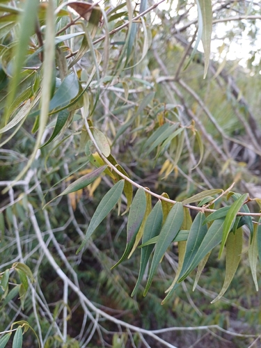 Myrcia splendens, photograph 4