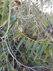 Myrcia splendens, photograph (c) JG, some rights reserved (CC BY)