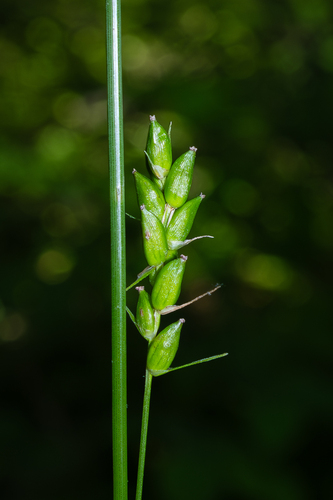 Carex amphibola