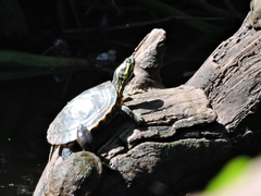 Trachemys venusta venusta