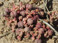 Euphorbia radians