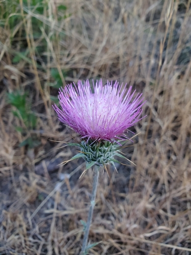 Cirsium neomexicanum, photograph 3