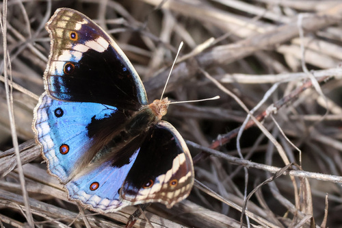 Blue Pansy