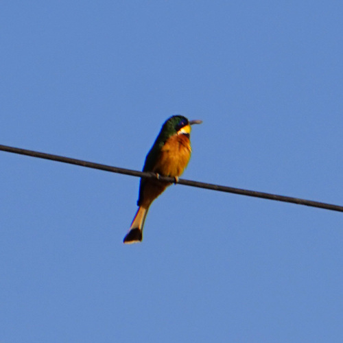 Ethiopian Bee-eater (Merops lafresnayii), photo 6