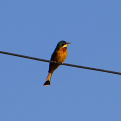 Merops lafresnayii