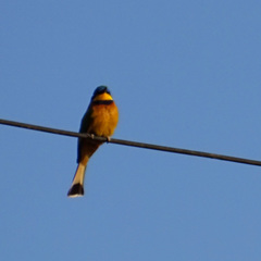 Merops lafresnayii