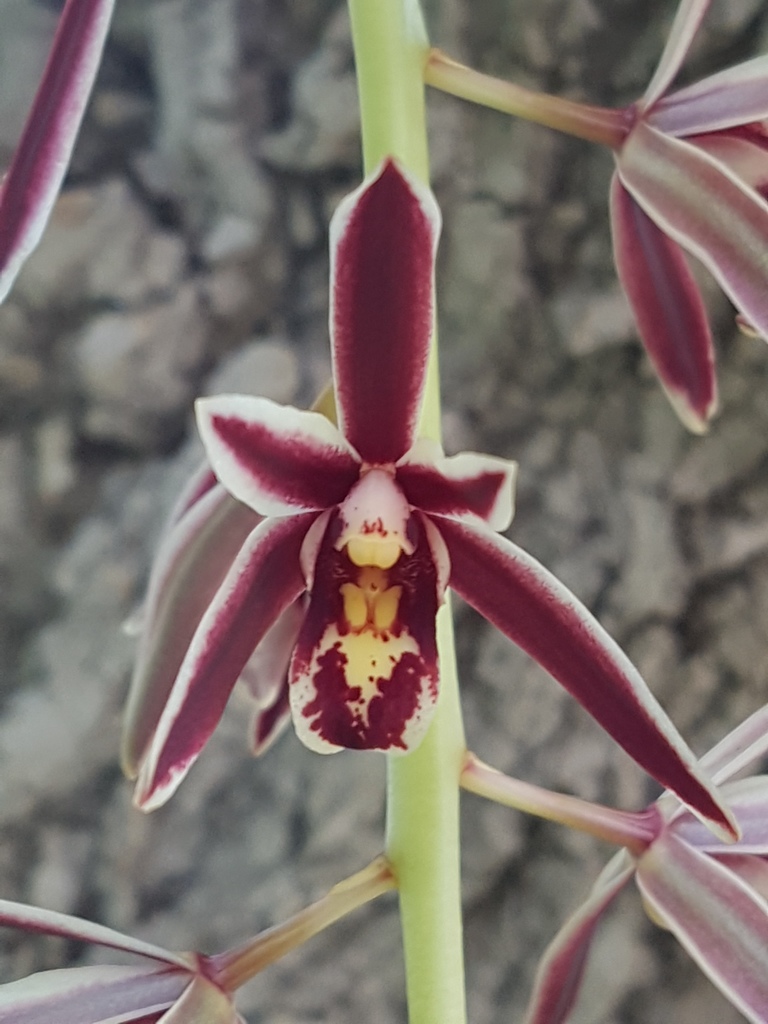 Two-Colored Cymbidium