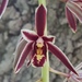 Two-Colored Cymbidium - Photo (c) Pradyumna Gogte, some rights reserved (CC BY-NC-ND), uploaded by Pradyumna Gogte