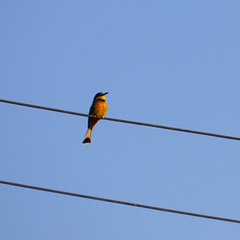 Merops lafresnayii