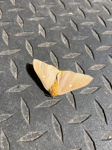 Oslar's Oakworm Moth