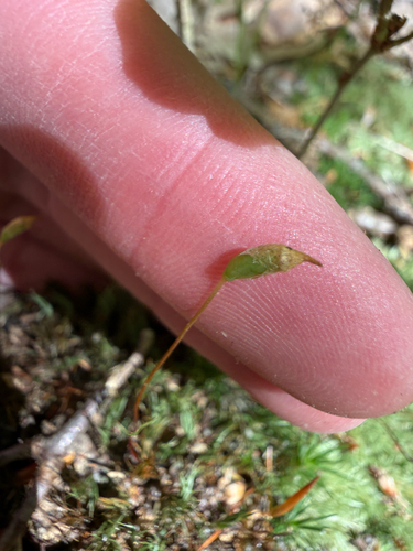 Polytrichum ohioense, 2026-06-03
