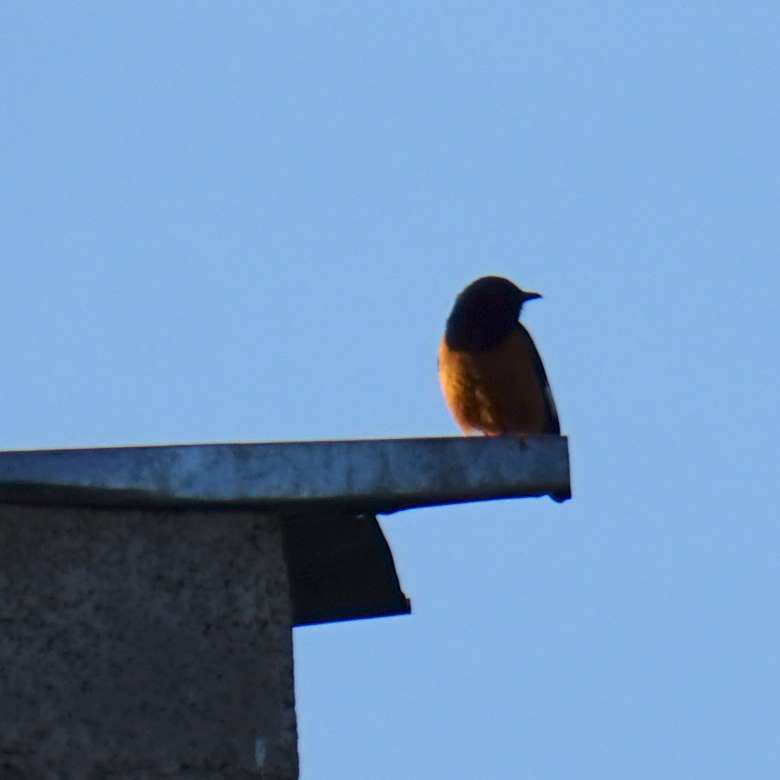 White-winged Cliff Chat (Monticola semirufus), photo 1