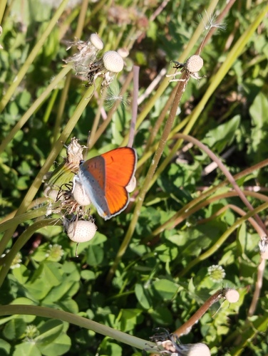 Large Copper