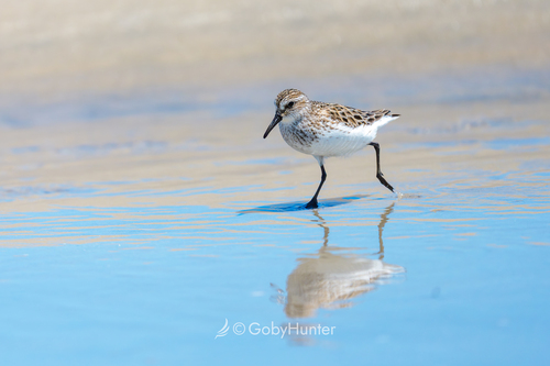 Semipalmated Sandpiper