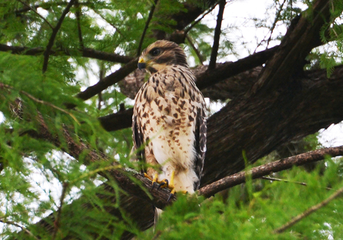 Red-shouldered Hawk