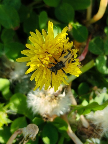 Brachyta interrogationis