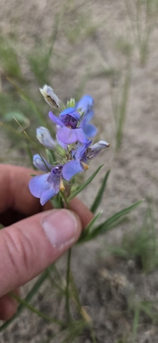 Penstemon angustifolius, photograph 4