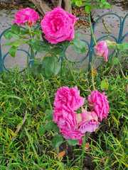 Rosa